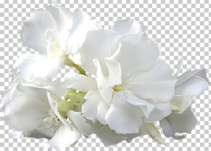 Cut Flowers Shoot PNG, Clipart, Blossom, Clip Art, Comic, Cut Flowers, Drawing Free PNG Download