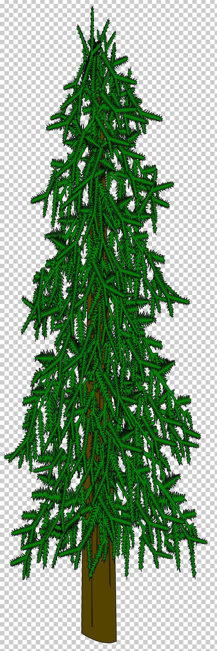 Evergreen Tree Conifers Fir Spruce PNG, Clipart, Branch, Cedar, Christmas Decoration, Christmas Ornament, Christmas Tree Free PNG Download