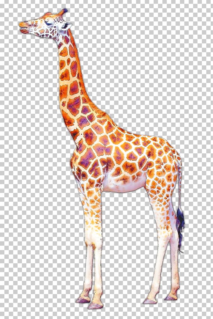 Giraffe Drawing Art PNG, Clipart, Animal Figure, Animals, Art, Baby Animals, Drawing Free PNG Download