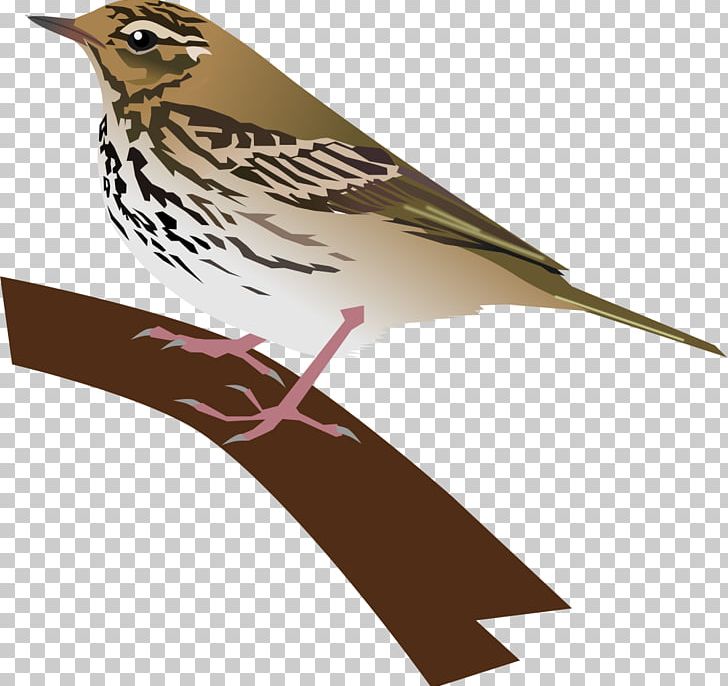 House Sparrow Bird Finch American Sparrows PNG, Clipart, American Sparrows, Animal, Animals, Beak, Bird Free PNG Download