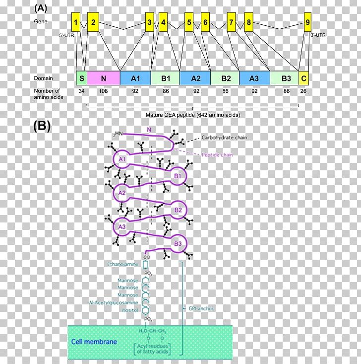 Line Point Angle Diagram PNG, Clipart, Angle, Area, Art, Diagram, Fas Receptor Free PNG Download