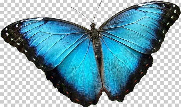 Monarch Butterfly Gossamer-winged Butterflies Moth Blue Morpho PNG, Clipart, Arthropod, Blue Butterfly, Brush Footed Butterfly, Butterflies And Moths, Butterfly Free PNG Download