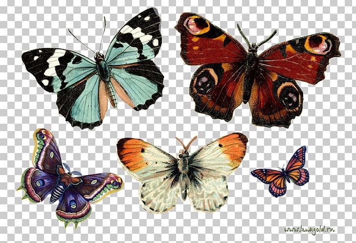 Monarch Butterfly Insect Greta Oto PNG, Clipart, Brush Footed Butterfly, Desktop Wallpaper, Insects, Lycaenid, Monarch Butterfly Free PNG Download
