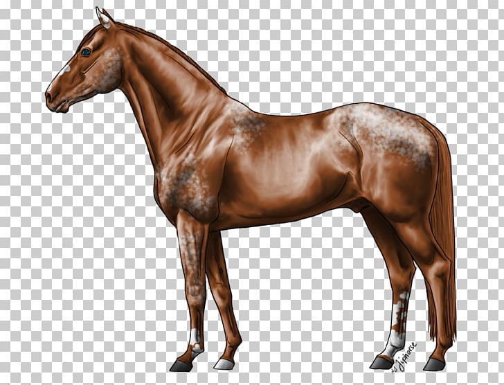 Stallion Hanoverian Horse Russian Don Foal Howrse PNG, Clipart, Appaloosa, Bay, Bridle, Colt, Deviantart Free PNG Download