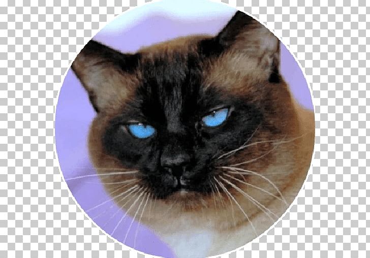 Balinese Cat Siamese Cat Snowshoe Cat Oriental Shorthair Thai Cat PNG, Clipart, Animals, Asian, Balinese, Balinese Cat, Burmese Free PNG Download