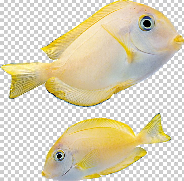 Fish PNG, Clipart, Fish Free PNG Download