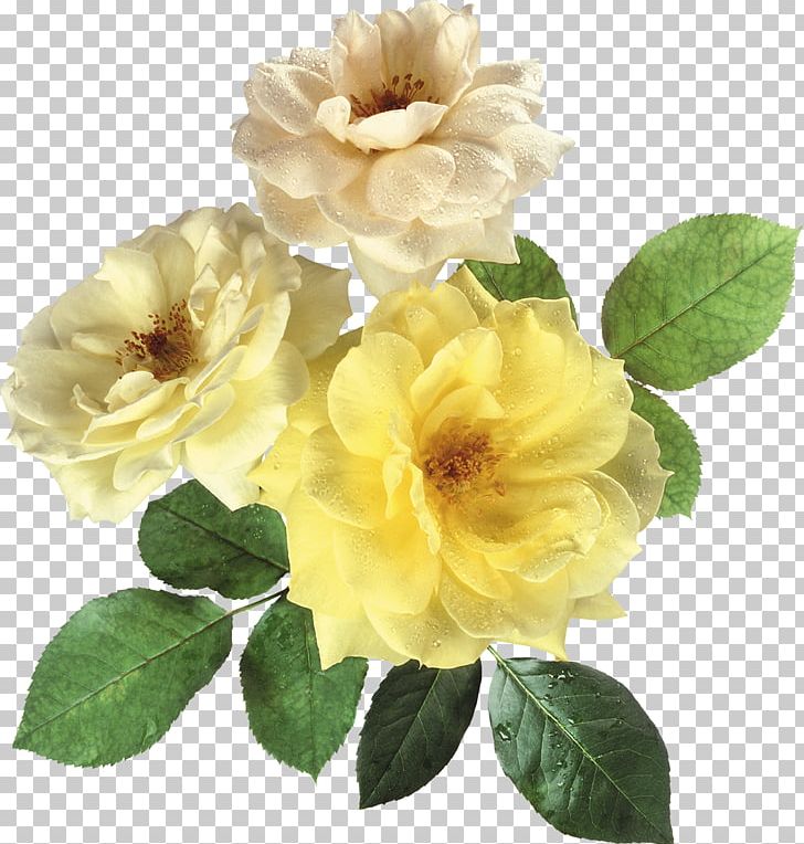 Flower Rose PNG, Clipart, Annual Plant, Apricot, Color, Cut Flowers, Download Free PNG Download