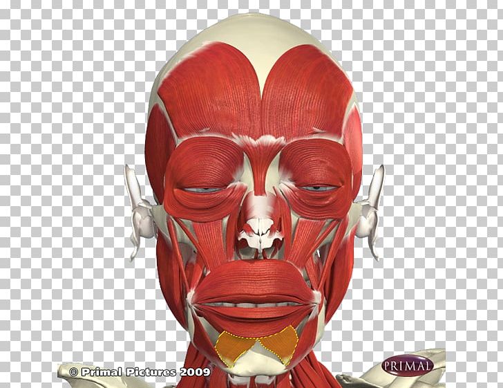 The Anatomy Lesson Of Dr. Nicolaes Tulp Botulinum Toxin Facial Muscles PNG, Clipart, Anatomy, Anatomy Lesson Of Dr Nicolaes Tulp, Clostridium Botulinum, Cosmetics, Fictional Character Free PNG Download