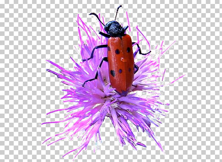 Insect Ladybird Invertebrate PNG, Clipart, Animal, Arthropod, Cartoon Ladybug, Color, Coral Free PNG Download