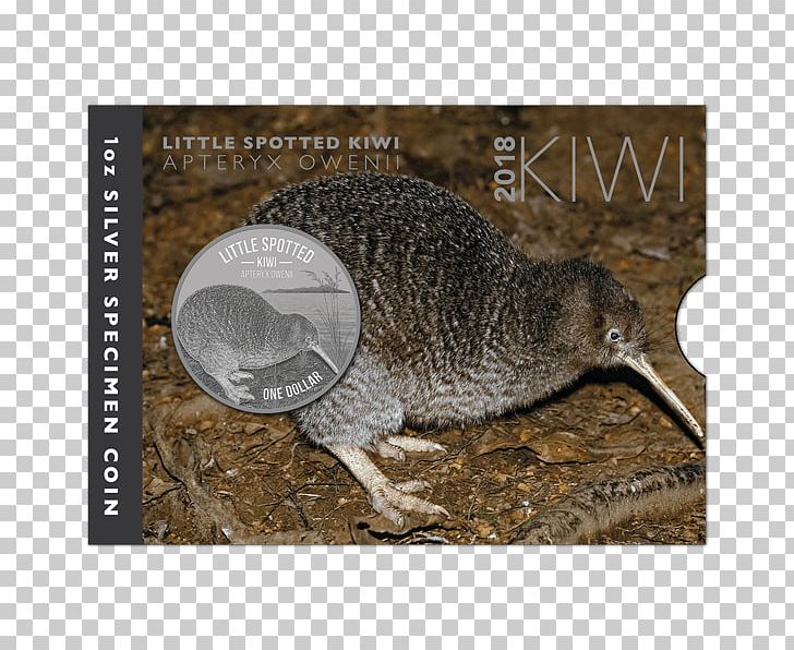 New Zealand Little Spotted Kiwi Silver Coin Great Spotted Kiwi PNG, Clipart, Beak, Coin, Echidna, Fauna, Feinunze Free PNG Download
