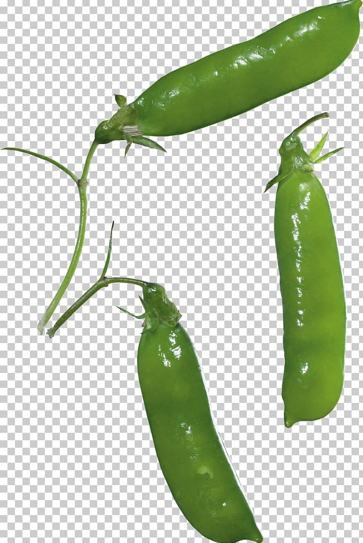 Pea PNG, Clipart, Pea Free PNG Download