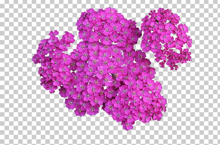 Yarrow Planta Tree Petal PNG, Clipart, Achillea, Blossom, Cut Flowers, Essential Oil, Flower Free PNG Download