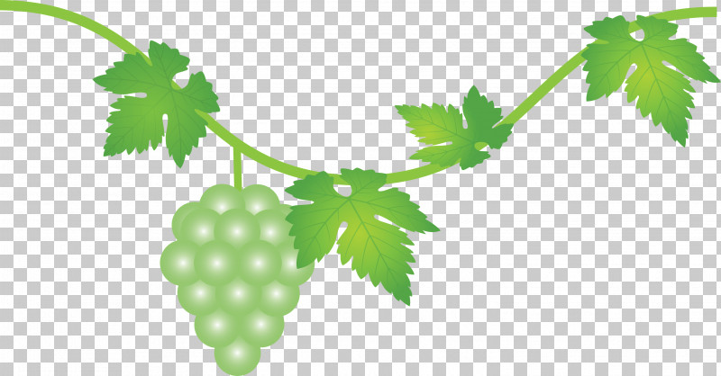 Grape Grapes Fruit PNG, Clipart, Flower, Fruit, Grape, Grape Leaves, Grapes Free PNG Download
