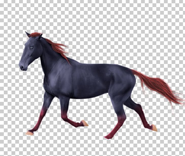 American Paint Horse Andalusian Horse Mustang American Quarter Horse Mane PNG, Clipart, American Quarter Horse, Andalusian Horse, Arabian Horse, Gray, Hors Free PNG Download