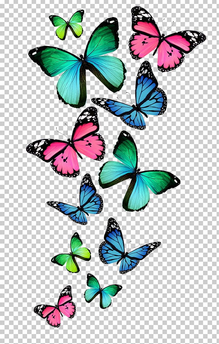 Butterfly Color PNG, Clipart, Artwork, Brush Footed Butterfly, Butterfly, Color, Desktop Wallpaper Free PNG Download