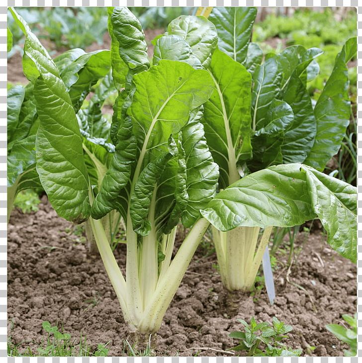 Chard Plant Sowing Common Beet Vegetable PNG, Clipart, Beet, Chard, Choy Sum, Collard Greens, Common Free PNG Download