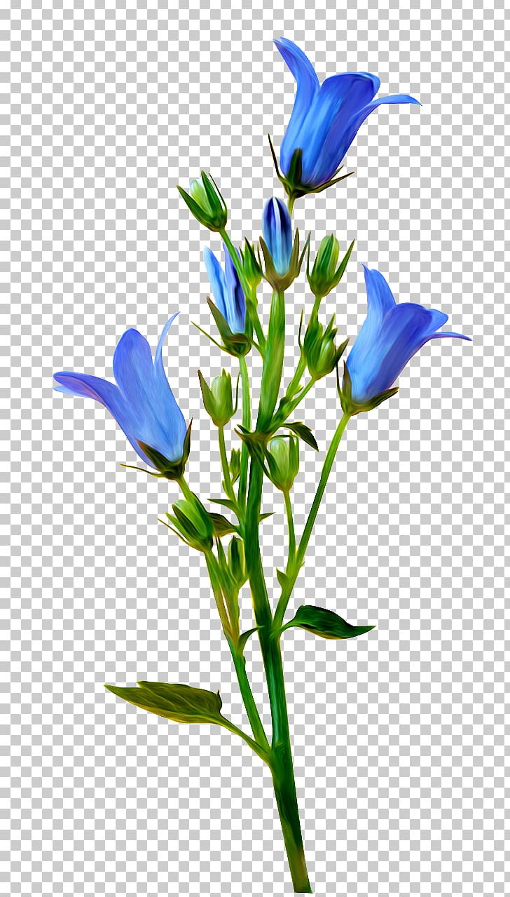 Flower Yandex Search Blossom Blue PNG, Clipart, Bellflower Family, Blossom, Blue, Branch, Breitling Sa Free PNG Download