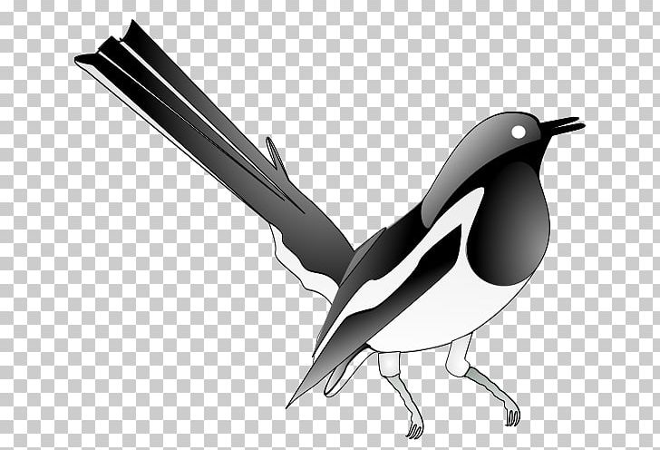 Oriental Magpie-robin Bird PNG, Clipart, Animals, Australian Magpie, Beak, Bird, Black And White Free PNG Download