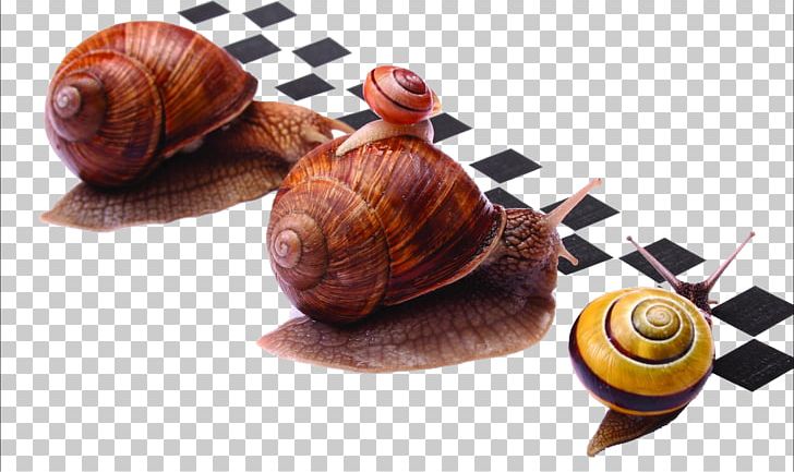 Racing Escargot Burgundy Snail U015alimaki PNG, Clipart, Animals, Antenna, Baby Crawling, Biological, Black Free PNG Download