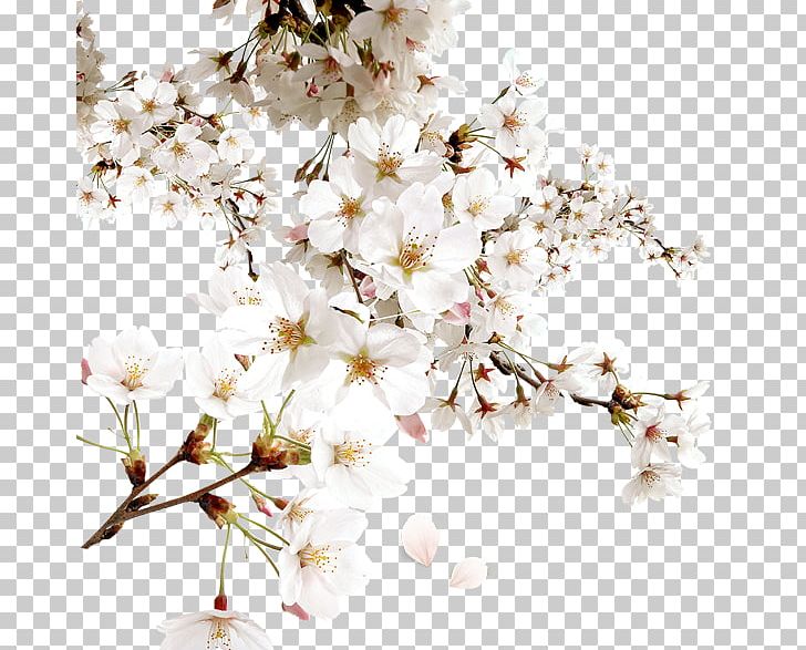 White Cherry Blossom Png Clipart Artificial Flower Background