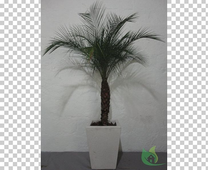Asian Palmyra Palm Flowerpot Date Palm Houseplant Arecaceae PNG, Clipart, Arecaceae, Arecales, Asian Palmyra Palm, Borassus, Borassus Flabellifer Free PNG Download