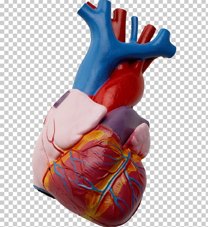 Heart Anatomy Hypertension Beta Blocker Cardiovascular Disease PNG, Clipart, Anatomy, Beta Blocker, Calcium Channel Blocker, Cardiovascular Disease, Carvedilol Free PNG Download