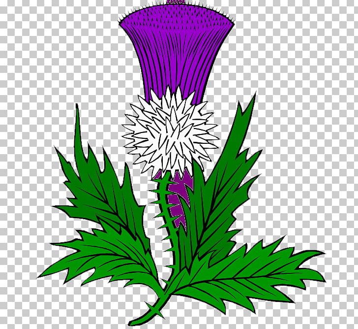Thistle Scotland PNG, Clipart, Artwork, Creeping Thistle, Drawing, Floral Emblem, Flower Free PNG Download
