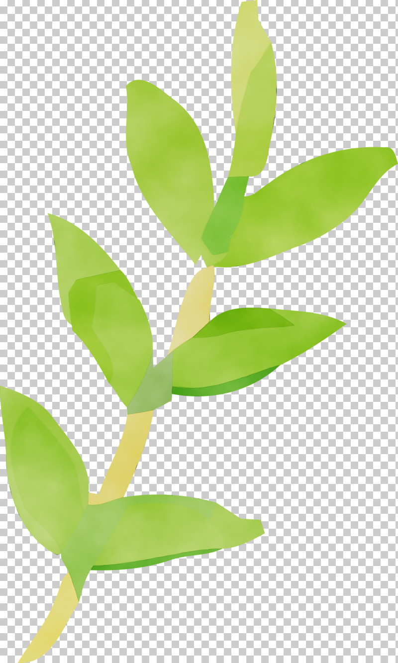 Leaf Flower Green Plant Plant Stem PNG, Clipart, Eucalyptus, Flower, Green, Hypericum, Leaf Free PNG Download