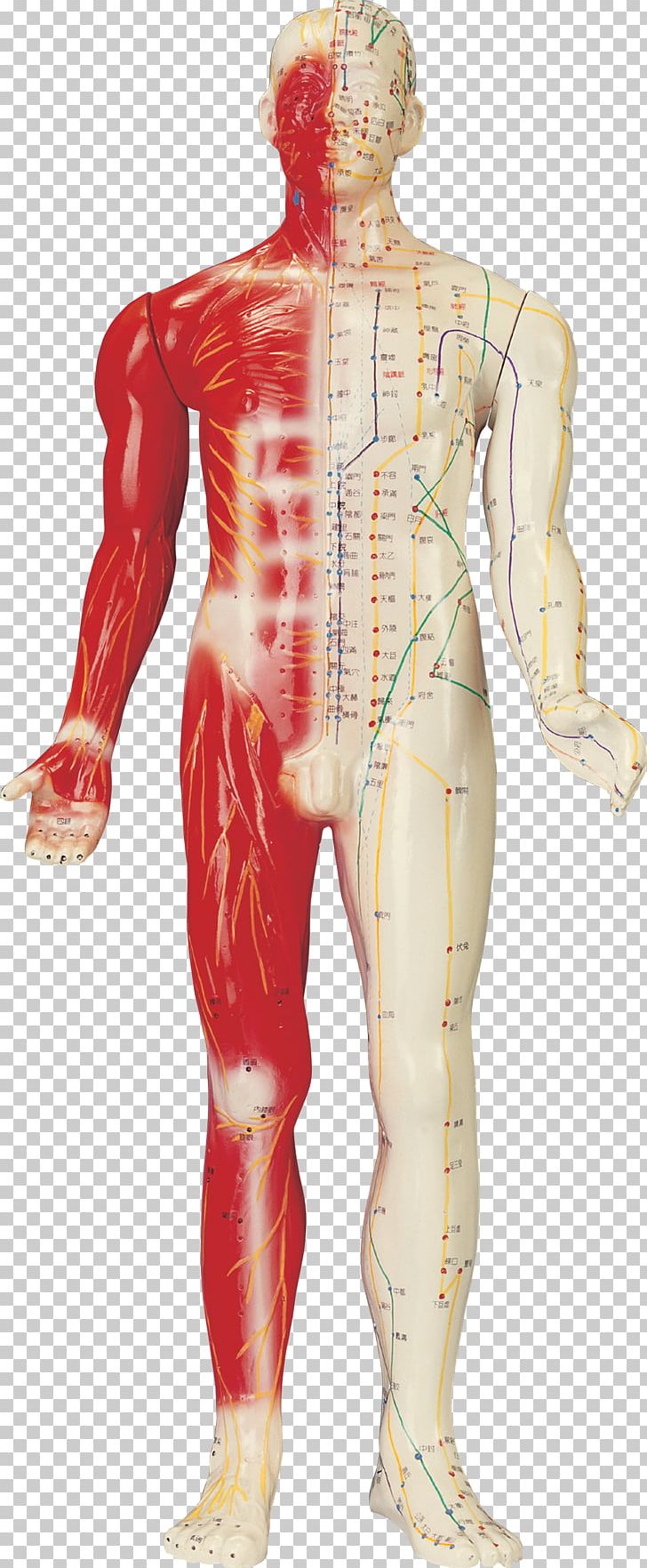 Akupunktiopiste Human Body Moxibustion Homo Sapiens PNG, Clipart, Acupuncture, Akupunktiopiste, Arm, Bone, Costume Free PNG Download
