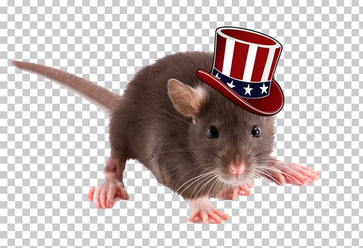 Brown Rat Rodent Squirrel Mus Black Rat PNG, Clipart, Animals, Black Rat, Brown Rat, Fancy Rat, Followers Free PNG Download