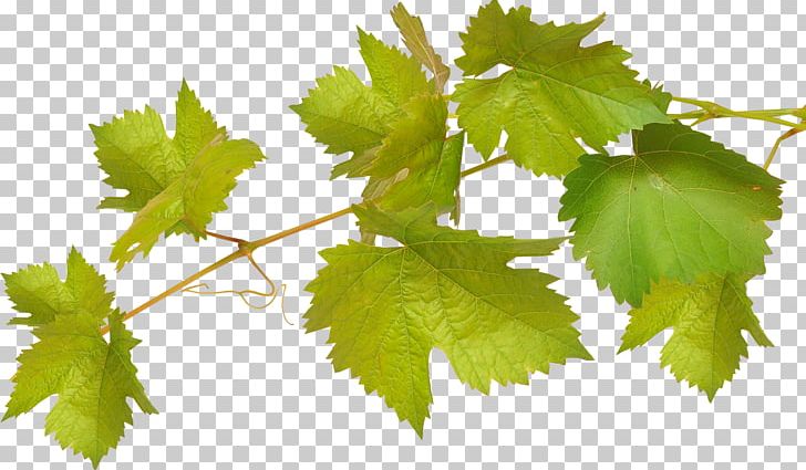 Common Grape Vine Wine Grape Leaves Viticulture PNG, Clipart, Branch, Common Grape Vine, Distilled Beverage, Dolma, Food Free PNG Download