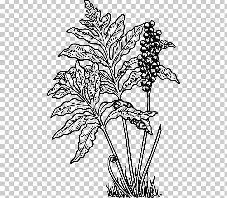 Fern Frond PNG, Clipart, Art, Black And White, Branch, Commodity, Computer Icons Free PNG Download