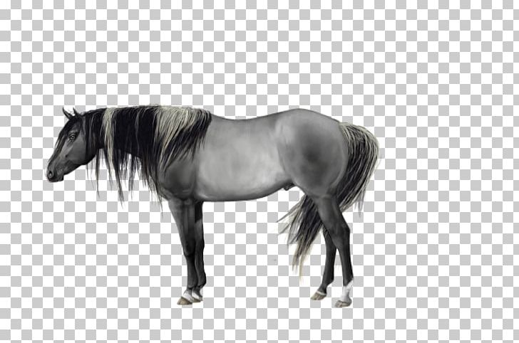 Mane Mustang Stallion Pony Mare PNG, Clipart, Black And White, Bridle, Halter, Horse, Horse Like Mammal Free PNG Download