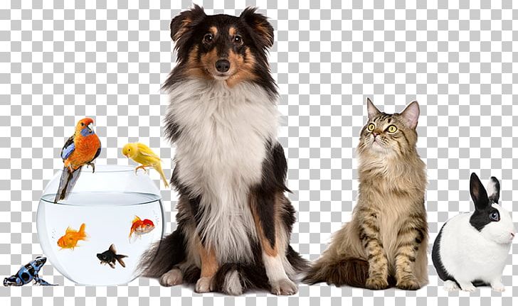 Pet Sitting Dog Cat Pet & Animal Expo PNG, Clipart, Apartment, Cat, Cat Like Mammal, Companion Dog, Dog Free PNG Download