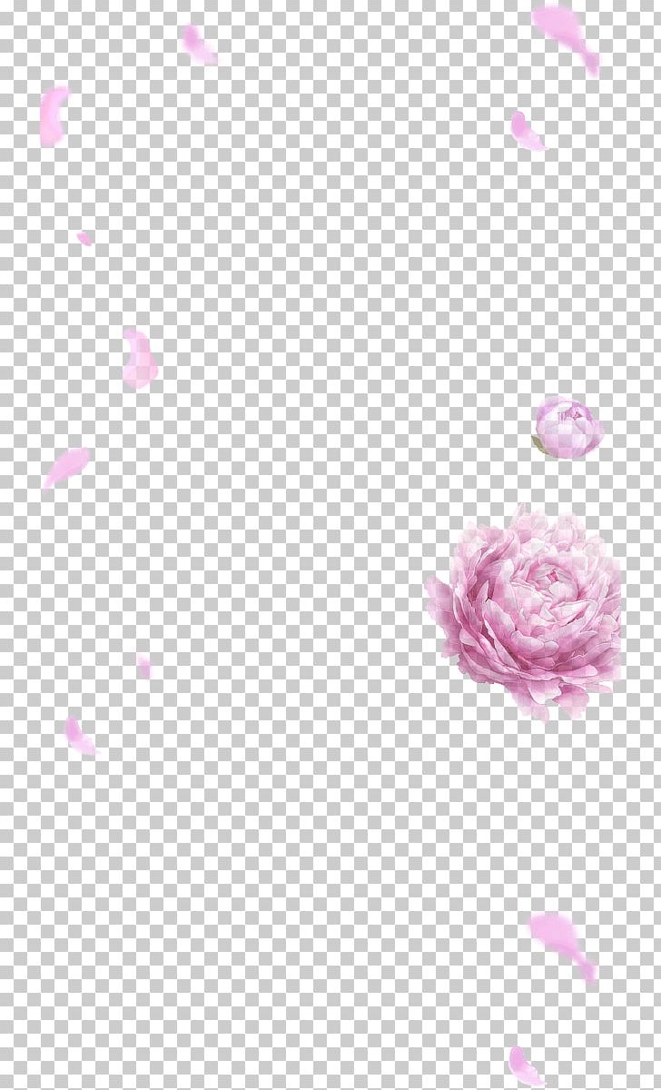 Rosaceae Desktop PNG, Clipart, Art, Beauty, Beautym, Closeup, Closeup Free PNG Download