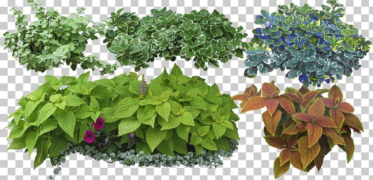 Shrub Herbs & Flowers: Plant PNG, Clipart, Amp, Cay, Eat, Evergreen, Flower Free PNG Download