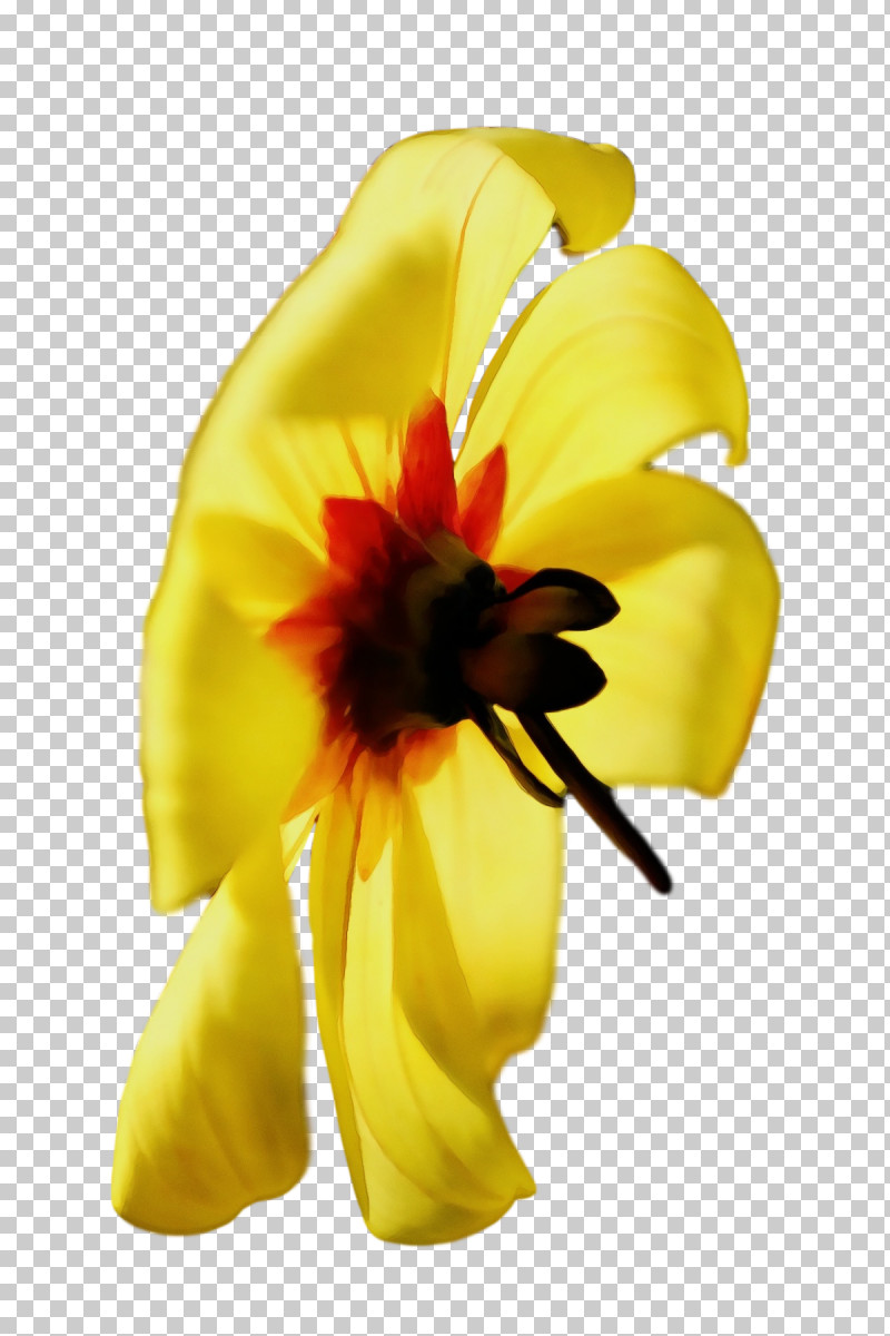 Cut Flowers Flower Petal Yellow Plants PNG, Clipart, Biology, Cut Flowers, Flower, Paint, Petal Free PNG Download