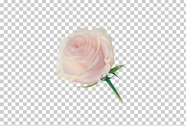 Garden Roses Washing Machines Cabbage Rose Flower Dishwasher PNG, Clipart, Artificial Flower, Capsule, Detergent, Dishwasher, Ekmek Free PNG Download
