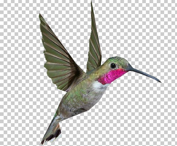 Hummingbird Zoo Tycoon 2 Treeswift PNG, Clipart, Animals, Apodiformes, Beak, Bird, Broadtailed Hummingbird Free PNG Download