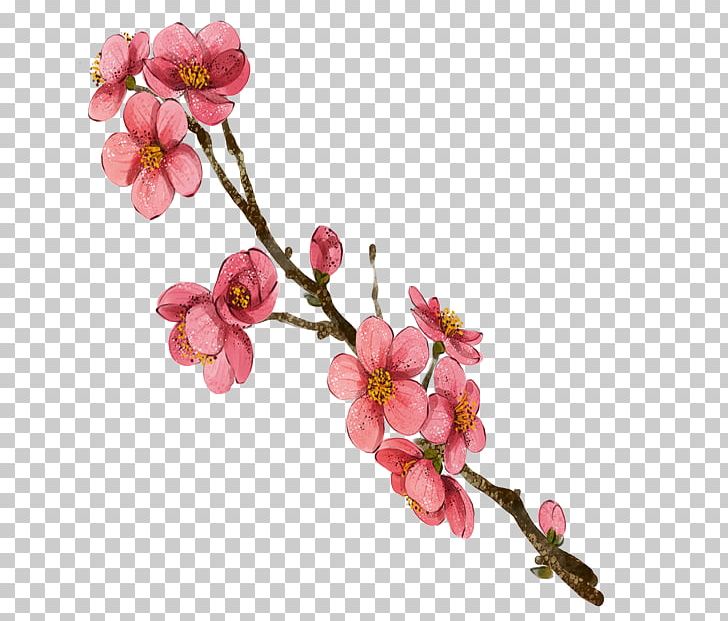 Watercolor Painting Plum Blossom PNG, Clipart, Blossom, Branch, Cherry, Color, Floral Free PNG Download