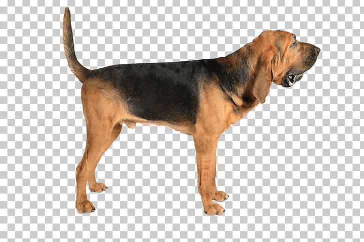 Beagle-Harrier Bloodhound Redbone Coonhound Black And Tan Coonhound Treeing Walker Coonhound PNG, Clipart, Appearance, Beagle Harrier, Beagleharrier, Breed, Carnivoran Free PNG Download