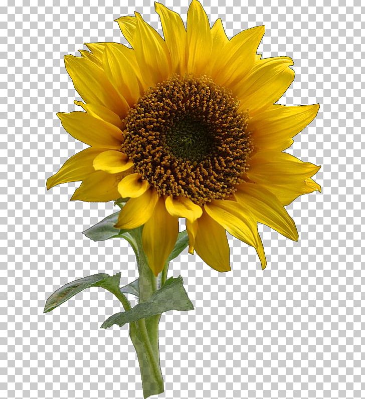 Common Sunflower Drawing Daisy Family PNG, Clipart, Annual Plant, Asterales, Common Sunflower, Cut Flowers, Daisy Family Free PNG Download
