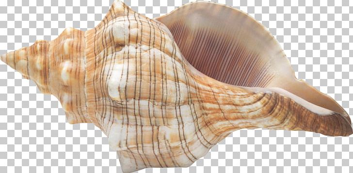 Conch Seashell Digital PNG, Clipart, Cockle, Conch, Desktop Wallpaper, Digital Image, Drawing Free PNG Download