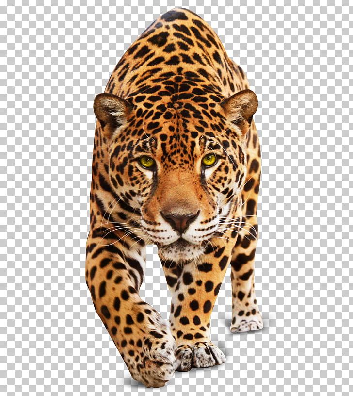 Jaguar Leopard Tiger Cheetah Cat PNG, Clipart, Animal, Animals, Big Cat, Big Cats, Carnivora Free PNG Download