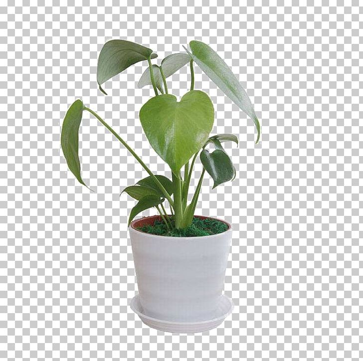 Leaf Flowerpot Swiss Cheese Plant PNG, Clipart, Animals, Bamboo, Bamboo Border, Bamboo Frame, Bamboo Leaves Free PNG Download