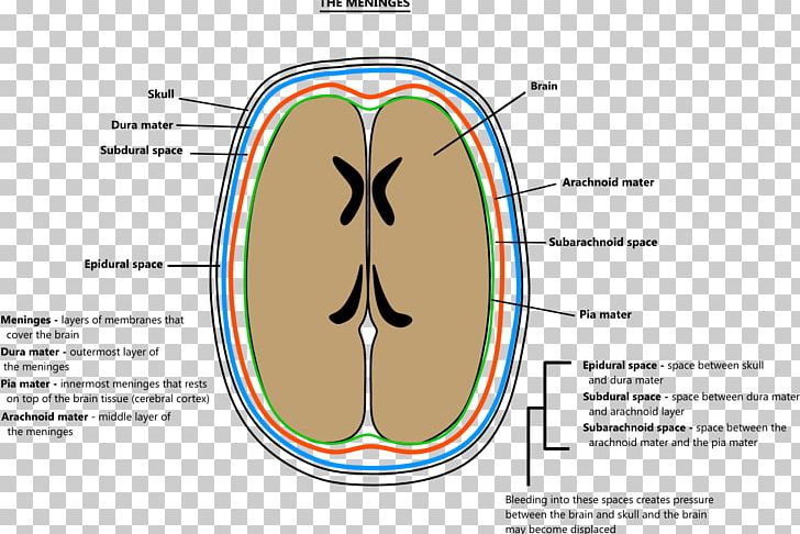 Meninges Brain Pia Mater Arachnoid Mater Agy PNG, Clipart, Affirmations, Agy, Anatomy, Arachnoid Mater, Area Free PNG Download