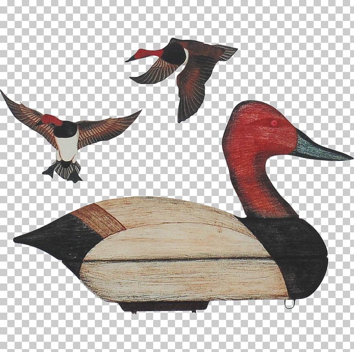 Duck Goose Fauna Beak PNG, Clipart, Animals, Beak, Bird, Decoy, Duck Free PNG Download