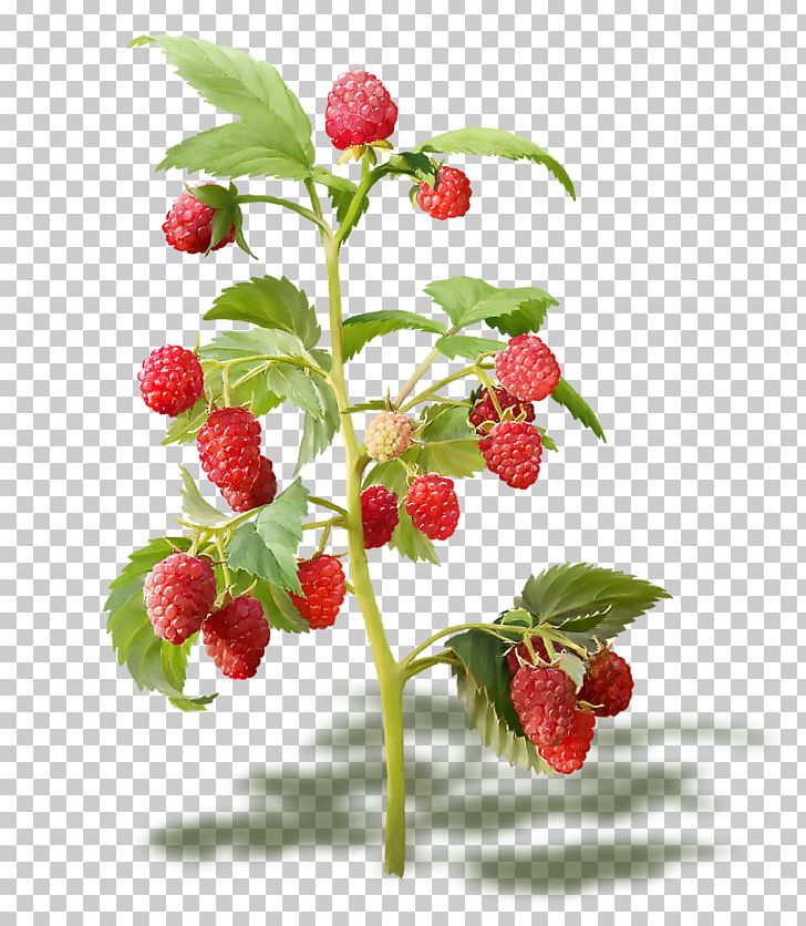 Portable Network Graphics Red Raspberry Fruit PNG, Clipart, Berries, Branch, Food, Fruit, Fruit Nut Free PNG Download