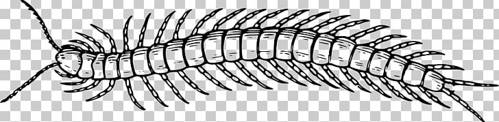 Scolopendra Gigantea Insect Centipedes Millipede PNG, Clipart, Animals, Black And White, Centipede, Centipede Bite, Centipedes Free PNG Download