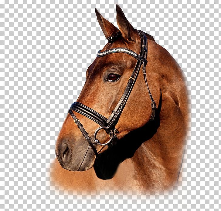 Stallion Mare Trakehner Gestüt Dekhengst PNG, Clipart, Animal Breeding, Bridle, Halter, Horse, Horse Harness Free PNG Download